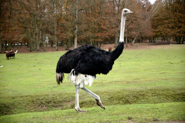 Autruche commune Thoiry Zoo Safari