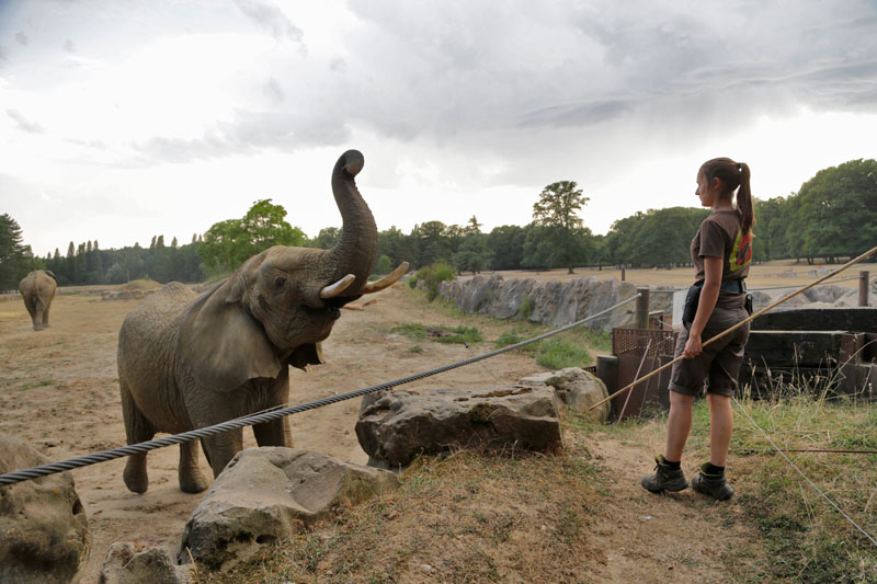 entrainement éléphants