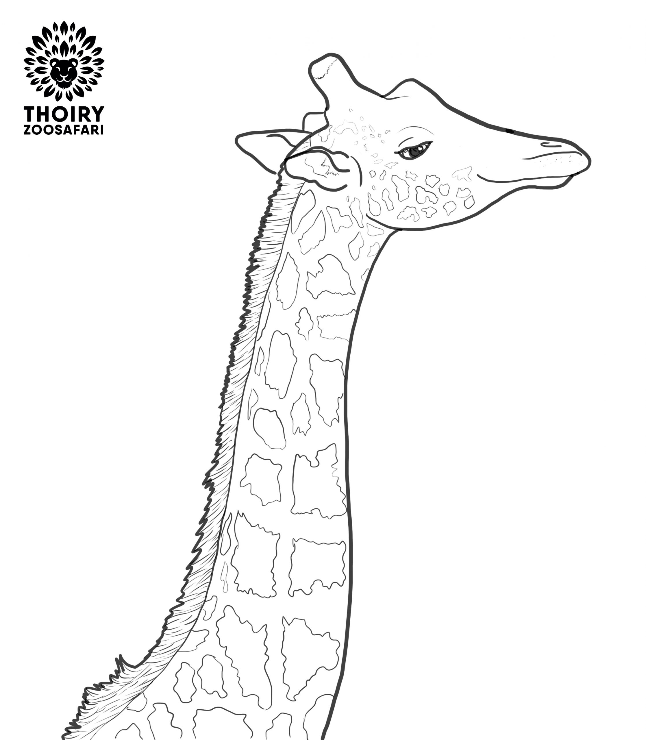 coloriage girafe