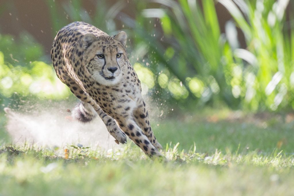 guepard course 07