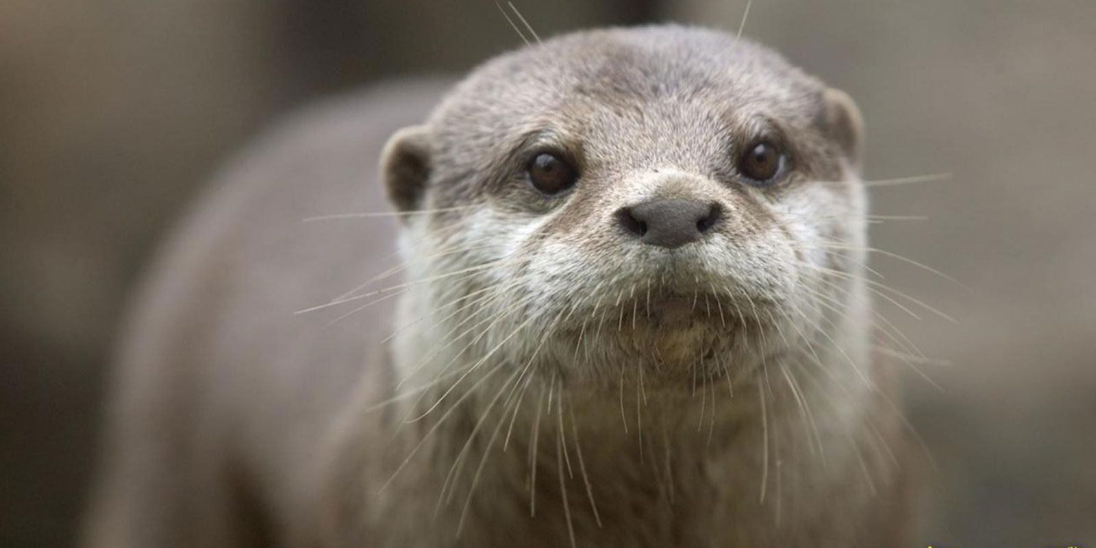 Un bébé loutre «inattendu» au zoo - 20 minutes