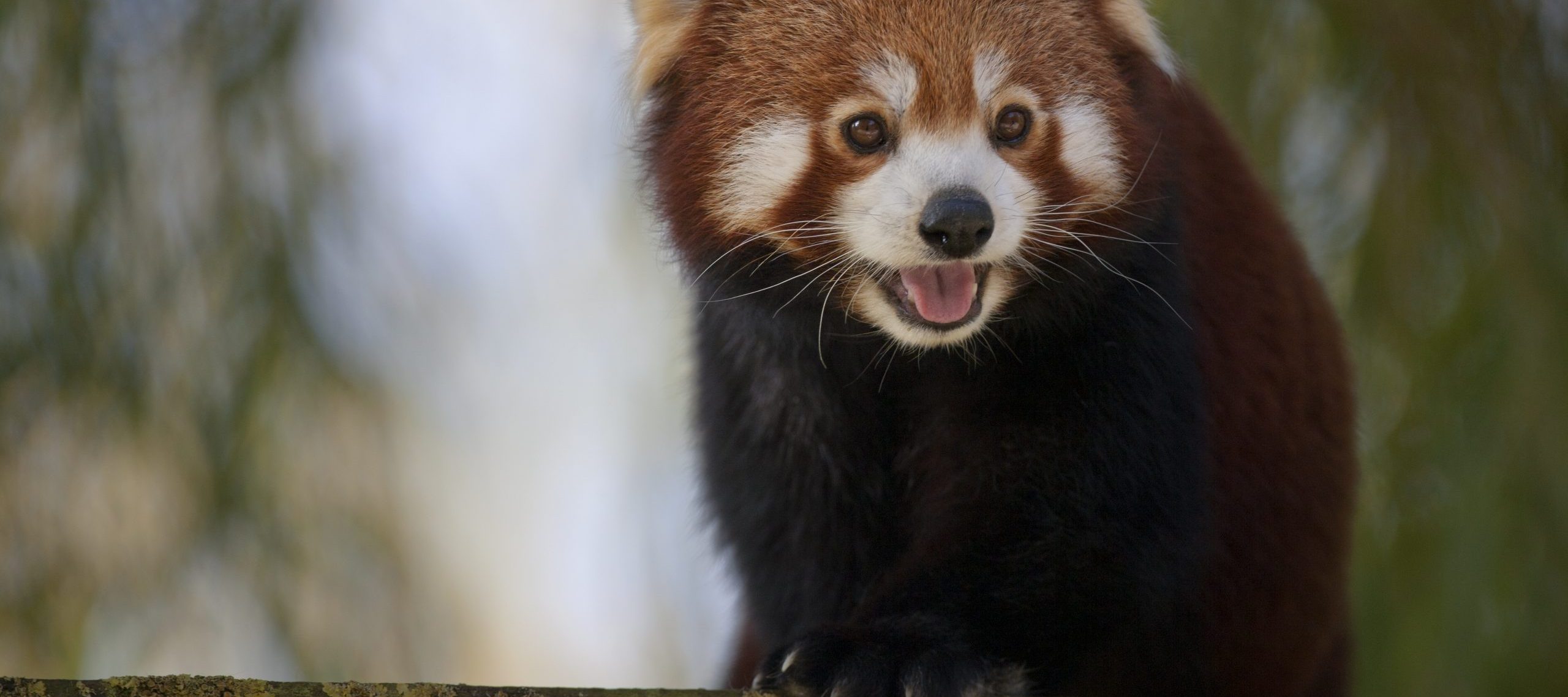 Panda roux géant - 1M20