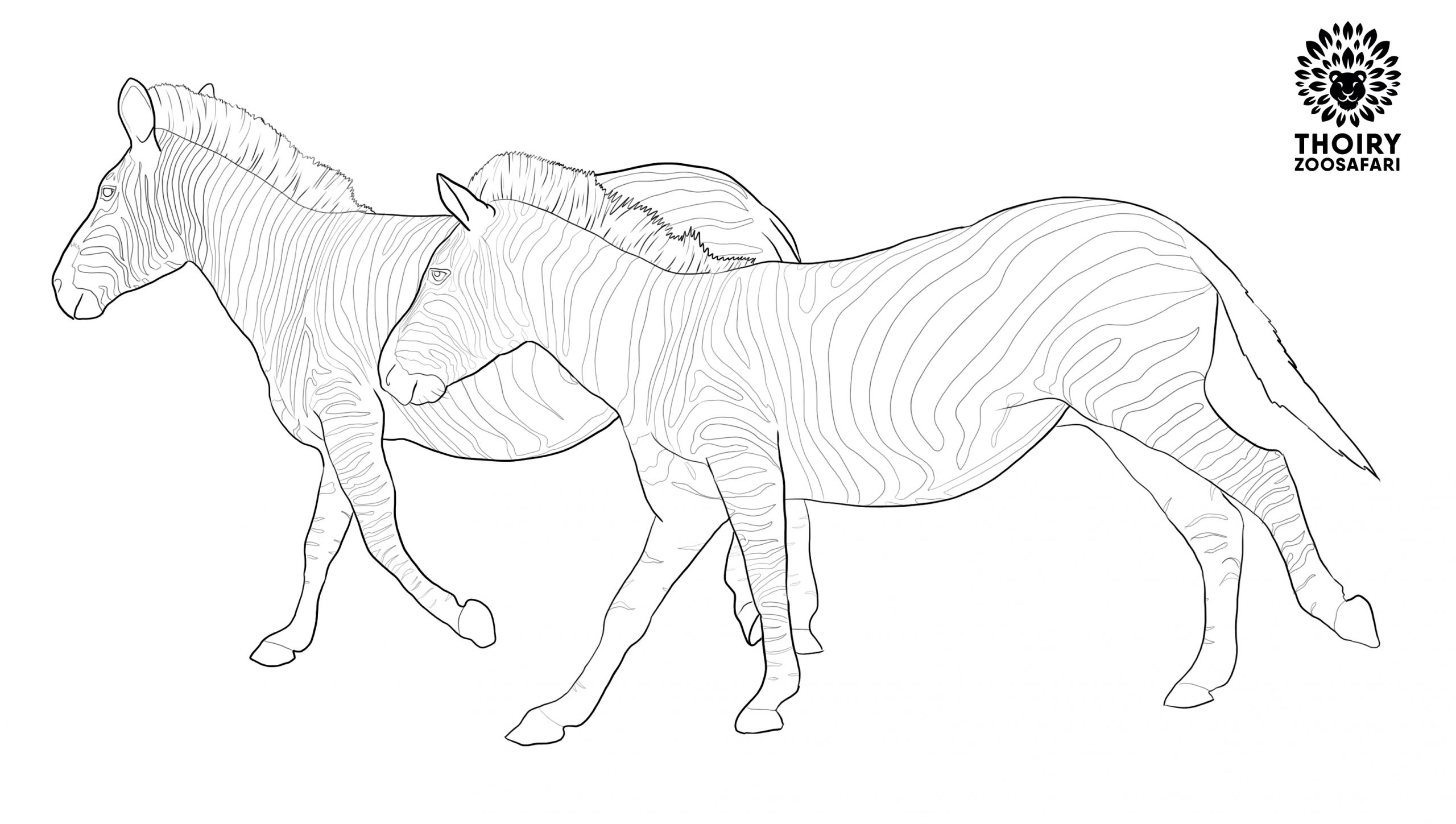 coloriage zebre