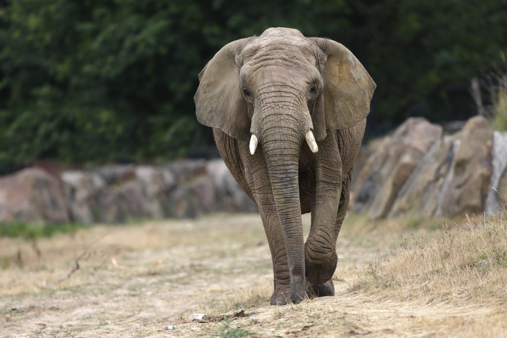 Éléphant dans son enclos au Zoosafari de Thoiry