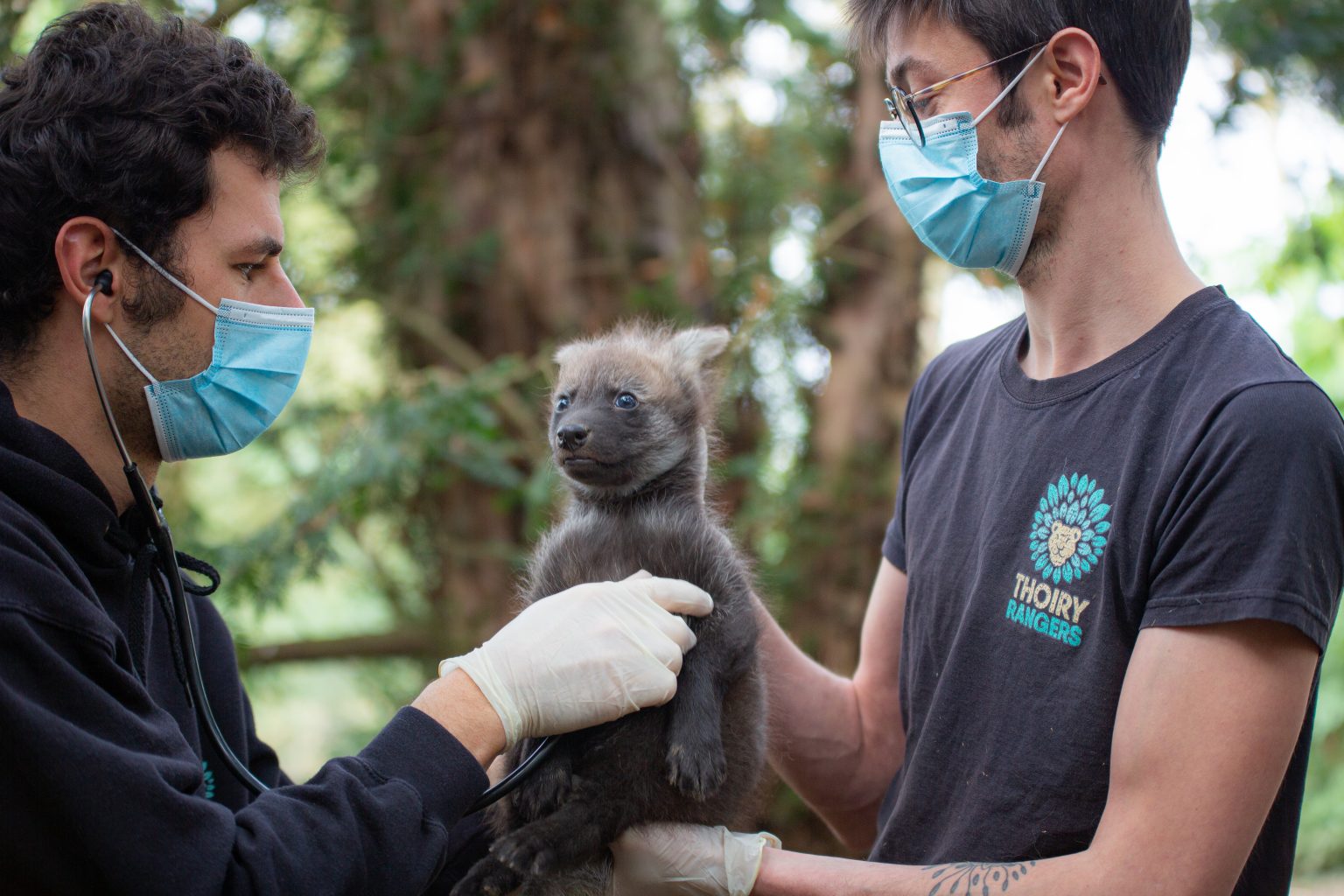 Le vétérinaire Thoiry Zoo Safari