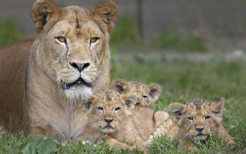 Lionne et ses bébés dans son enclos au Zoosafari de Thoiry