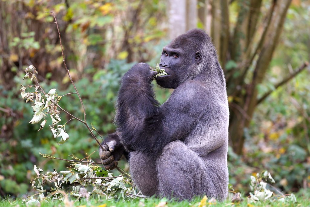 Dossier de Presse Terre des Gorilles