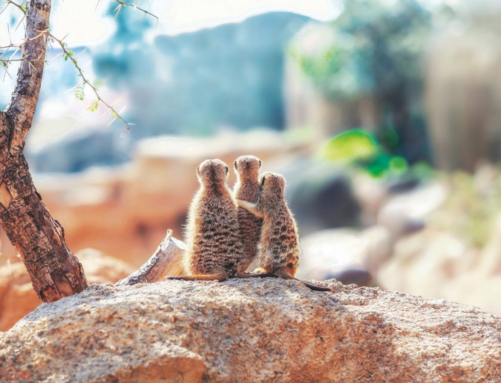 Trois Suricates regardent l'horizon