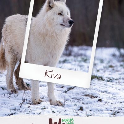 kiva loup arctique safari thoiry