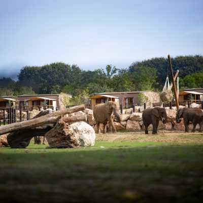 3 Eléphants devant les Terrres d'Afrqiue