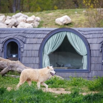 Les Loups arctiques devant les lodges