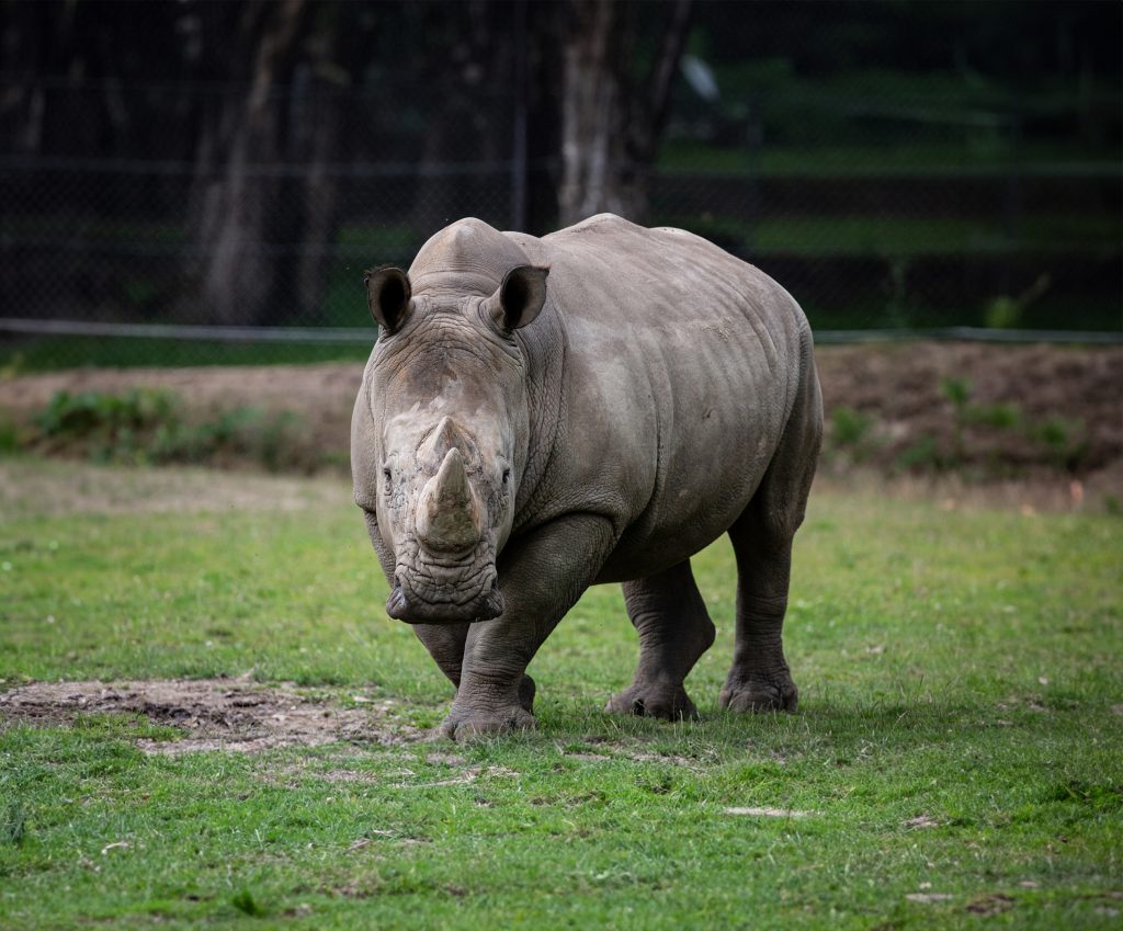 animation prestation instant privilege safari safari thoiry