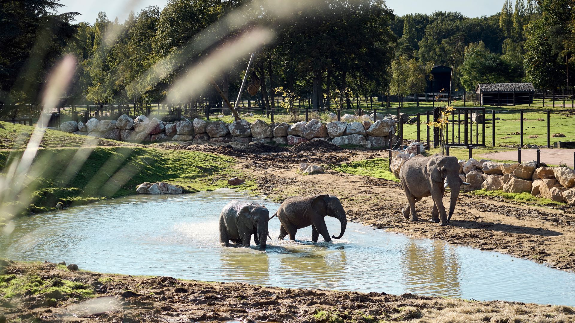 Nuits de Thoiry-Elephants dans leau