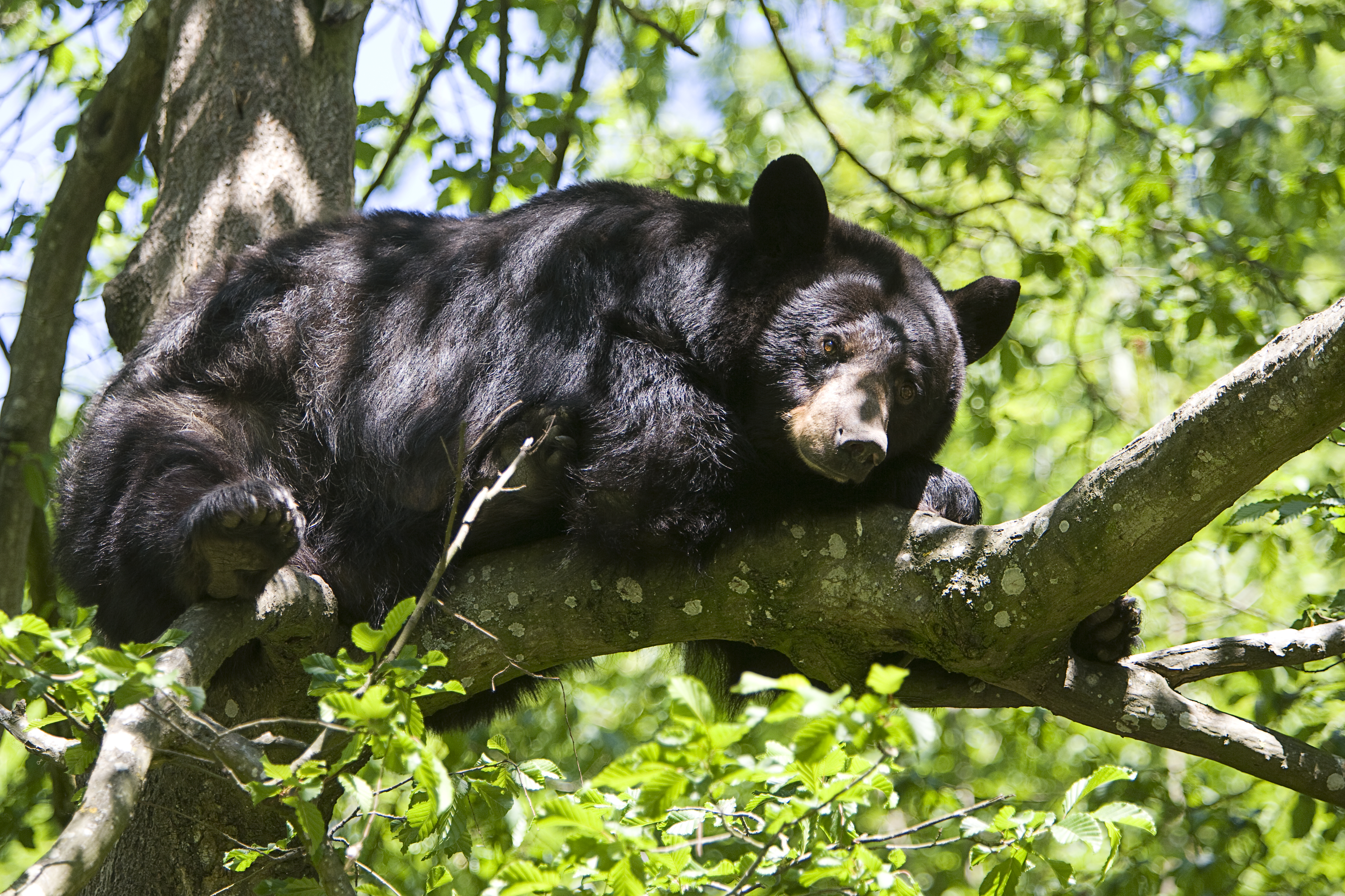 Ours noir ©WOWSafariThoiry (2)