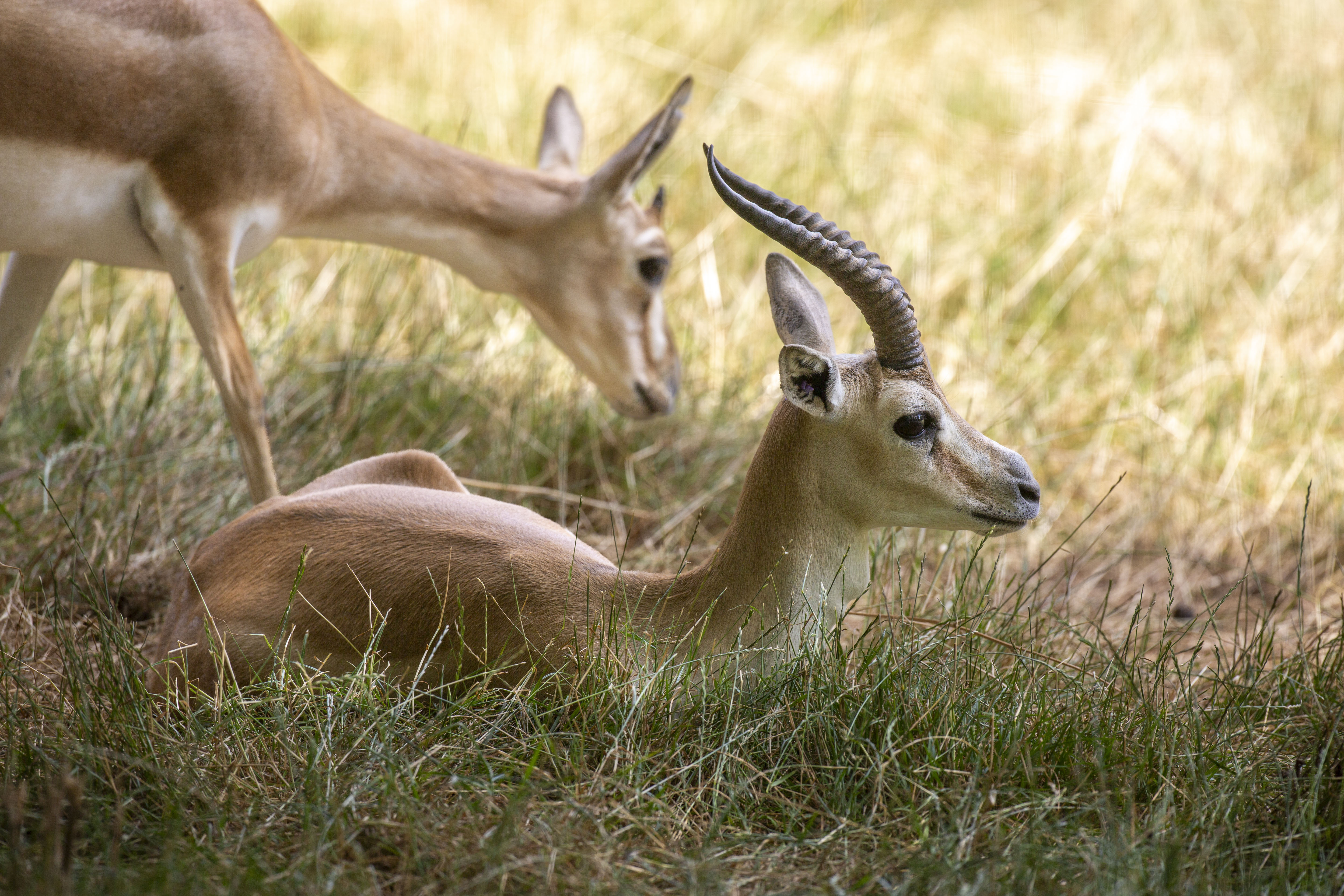 Gazelle de Perse 2026 MD_2