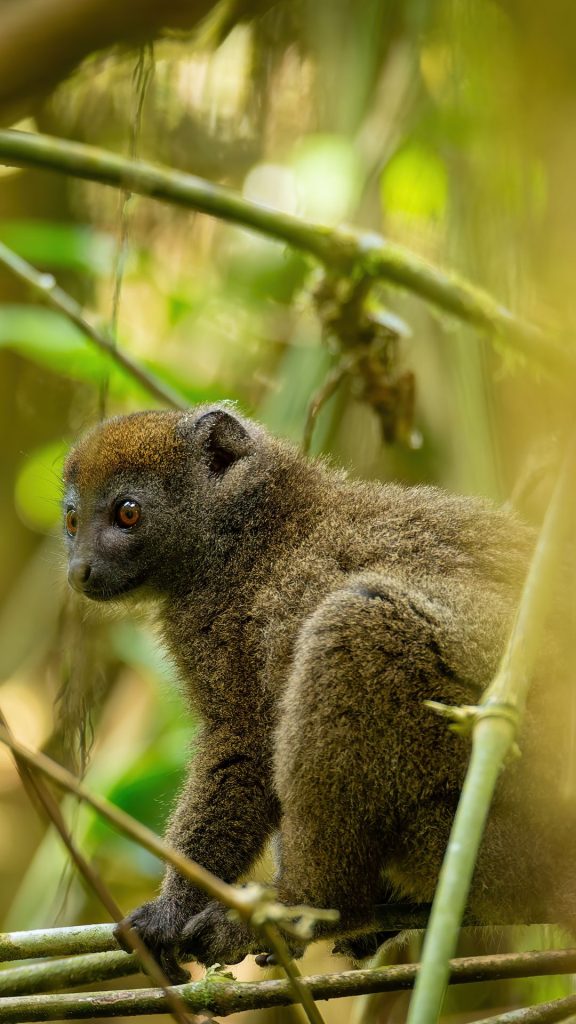 Animation Hapalémur - Week-end Conservation - WOW Safari Thoiry