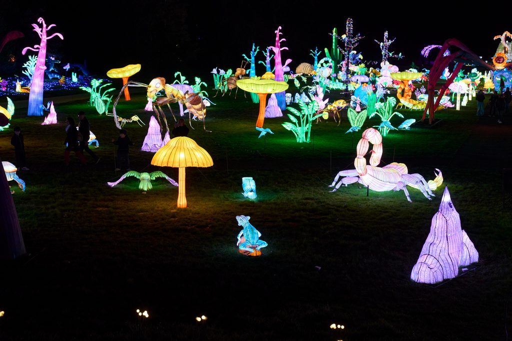 Parcours illuminé lors de Thoiry Lumières Sauvages