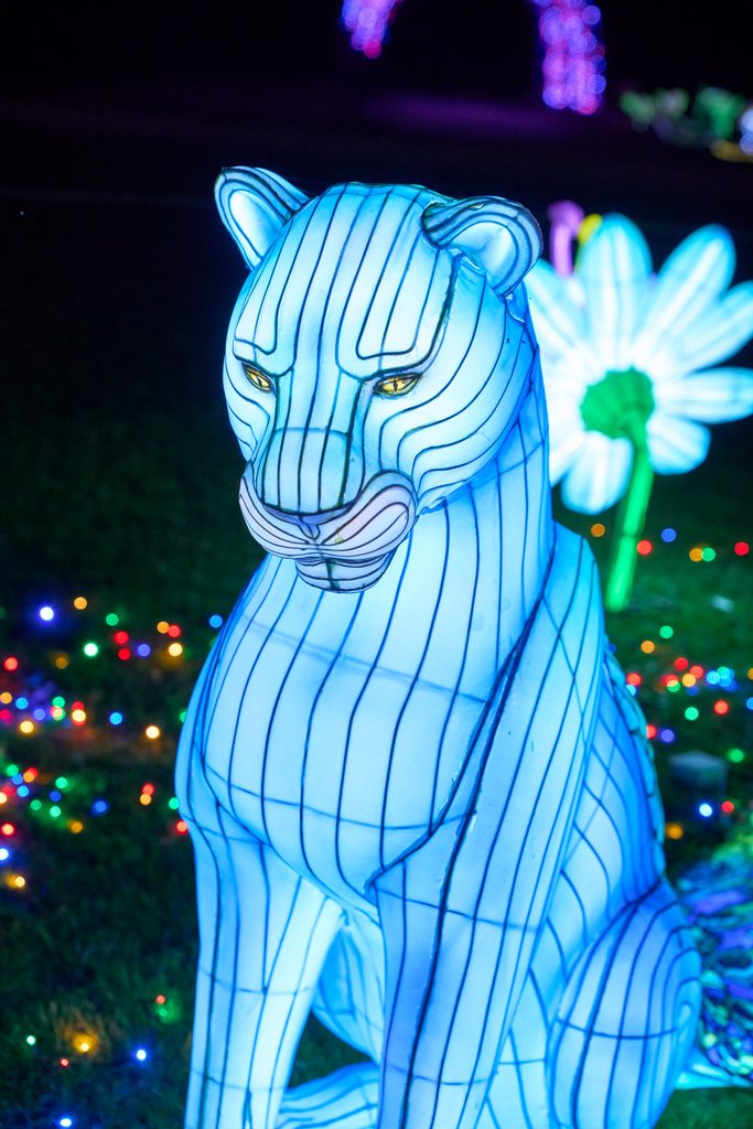 Lionne bleue illuminée lors de Thoiry Lumières Sauvages