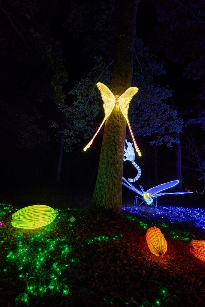 Papillon féérique illuminé lors de Thoiry Lumières Sauvages