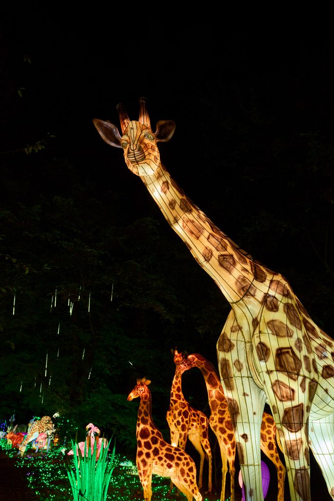 Grande girafe illuminée lors de Thoiry Lumières Sauvages