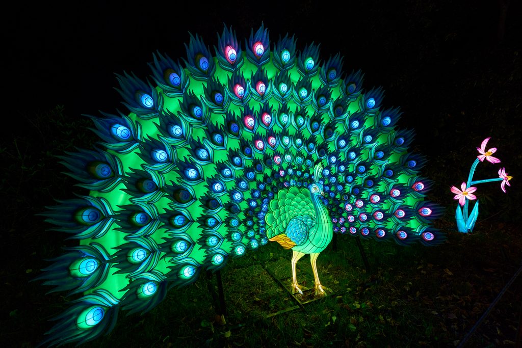 Paen majestueux illuminé lors de Thoiry Lumières Sauvages